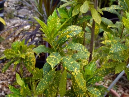 קודן מגוון-מצוייר אוקוביפוליום