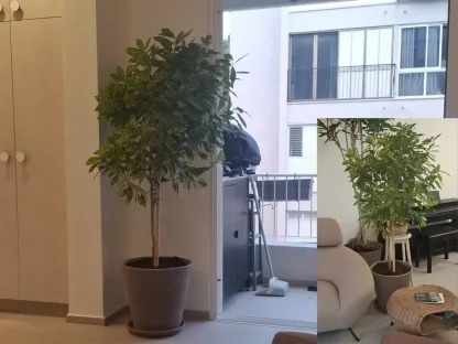 קודן עלווה מגוון שתול בעציץ קוני עם תחתית תואמת