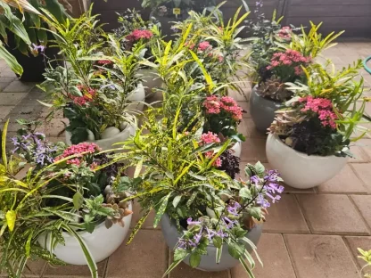 קוקטייל חגיגי בסיגון – מגוון עלווה טרופית בעציץ קרמי