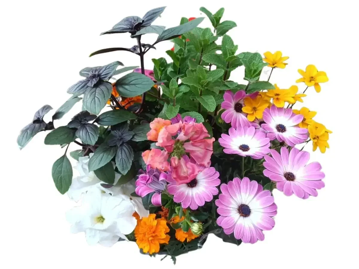 קוקטיל עונתי תבלינים ופריחה למרכז שולחן