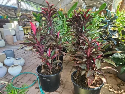 קורדילין אדום שני מינים בכלי אחד