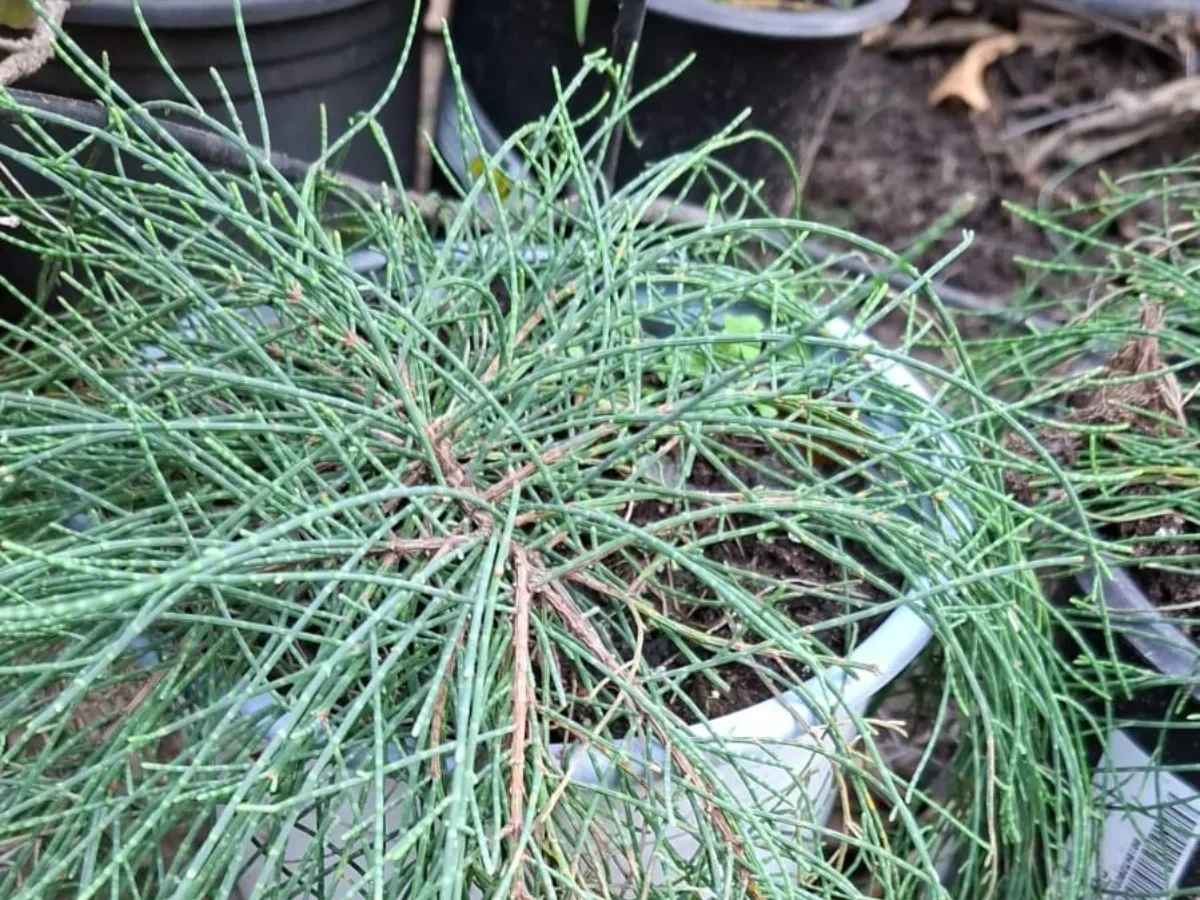 קזוארינה מכחילה קזין איט'