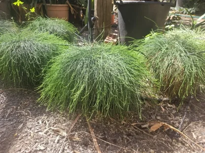 קזוארינה מכחילה קזין איט'