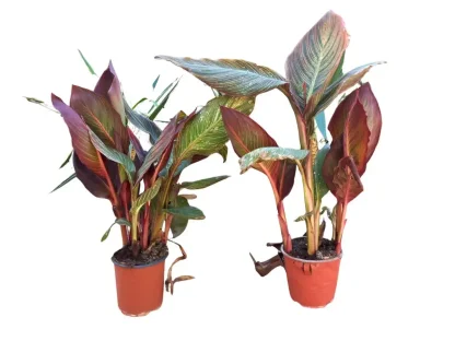 קנה הודית עלוה אדומה ופריחה אדומה