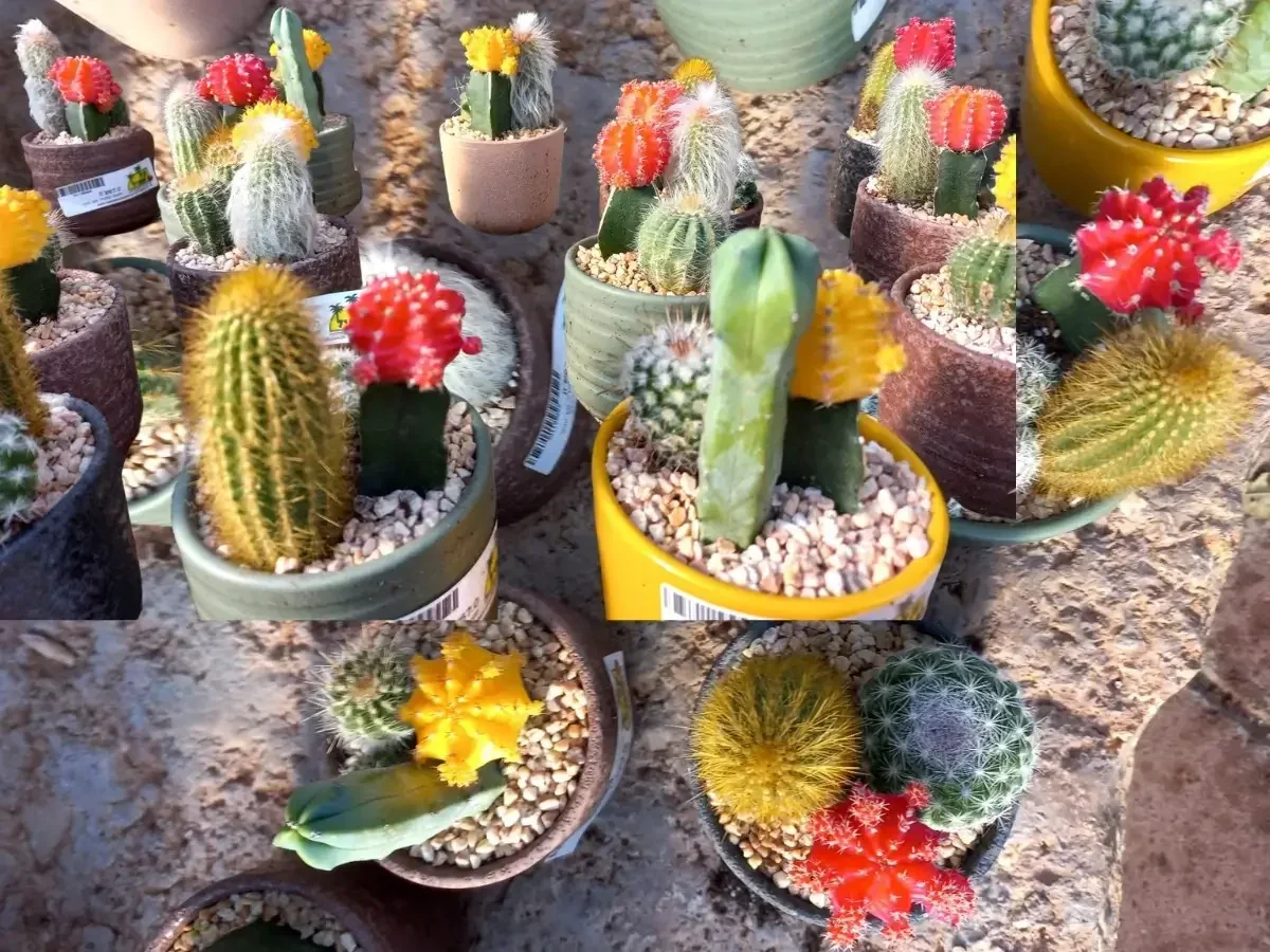 קקטוס קוקטיל קטן בעציץ שתול צבעוני