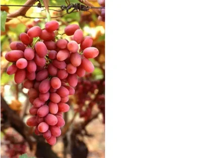 צילום: Hectonichus / Wikimedia Commons, רישיון CC BY-SA 4.0