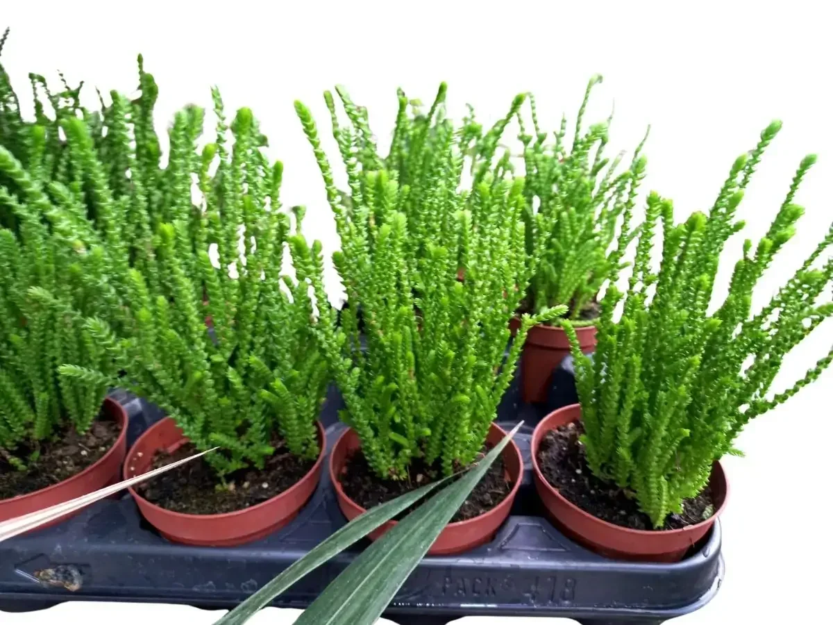 קרסולה קשקשית סוקולנט זקוף במראה פיסולי ייחודי