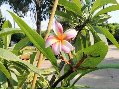 פריחה בורוד צהוב ולבן של קשת מיכאל 814 פלומריה ריחנית