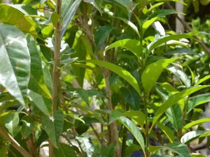 קתרוסית מרובעת