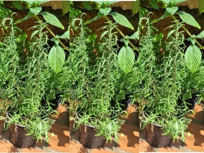 רוזמרין רפואי צימוח זקוף