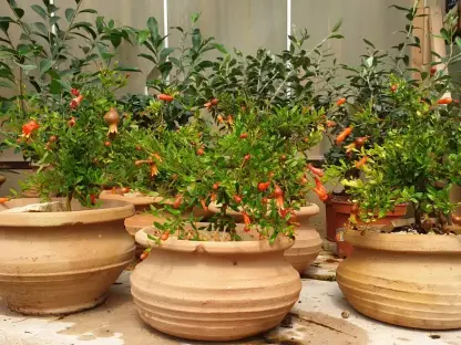 רימון ננסי בכד חרס