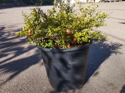 להמחשה בלבד, ניתן לרכוש עם הכד ב"מעוצבים בכד"