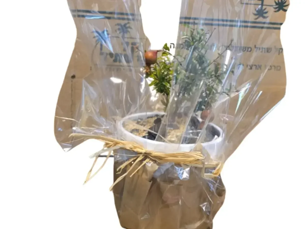 רימון ננסי שתול בעציץ קרמיקה מבריק כולל תחתית