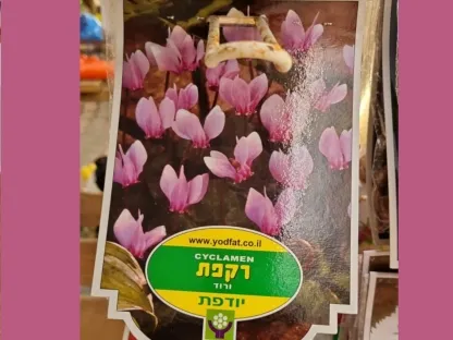 פקעות רקפת ורודה