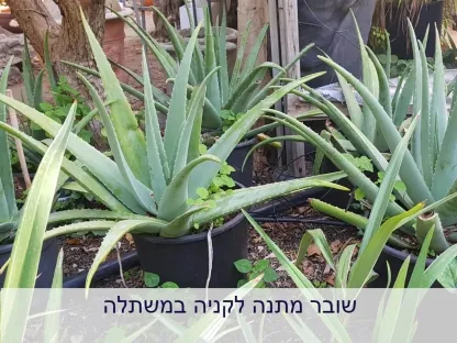 שובר מתנה ניתן לרכוש בכפולות של 50 שח
