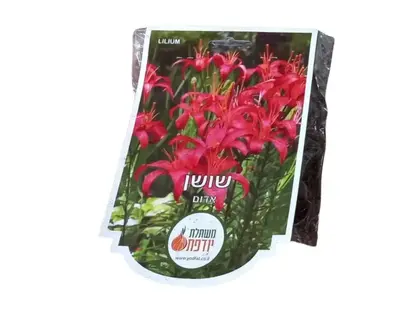 פקעות שושן אדום