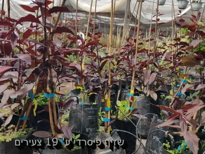 שזיף פיסרדי ע 19ס"מ ~ 8 ליטר