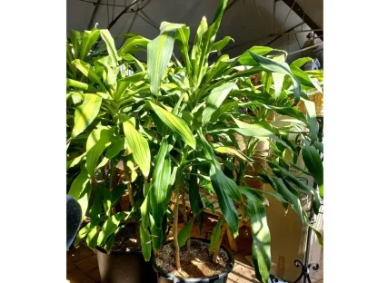 דרקונית ריחנית 50 ליטר שלישיה