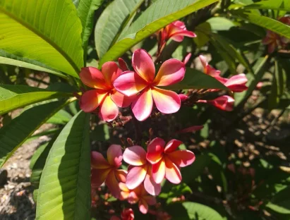 פלומריה ריחנית ‘שני’ – פריחה כתומה עזה וריח קל