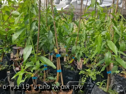 שקד מצוי אום אל פחם ע 19 ס"מ