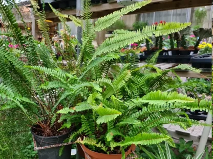 כלין הפקעות (שרך השרון)