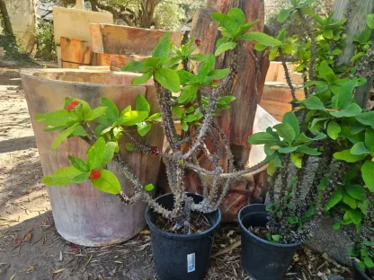 חלבלוב קוצני  גדול פרחים שופע וסבוך