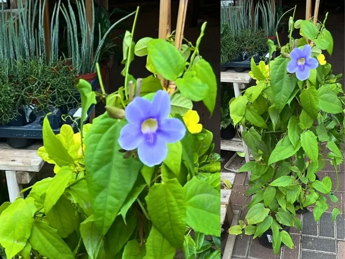 תונברגיה גדולת פרחים