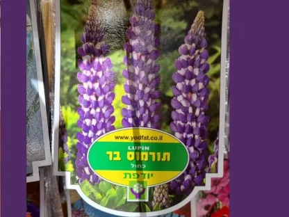 פקעות תורמוס בר כחול