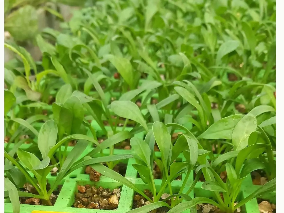 שתילי תרד סול סטרטר