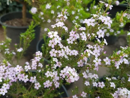 פריחה של קולאונמה יפה