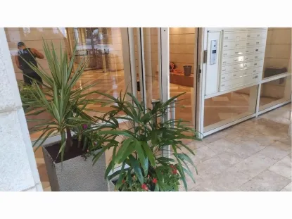 דקל ראפיס ויקה באדניות פיבר