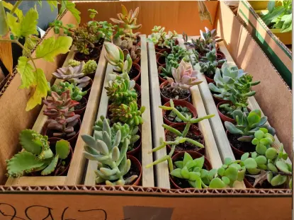 אדניות עץ מתוצרת עצמית ובהן מיקס של 14 סוקולנטים כל אחד בעציצון בקוטר 5 ס"מ מתנה לחובבי סוקולנטים