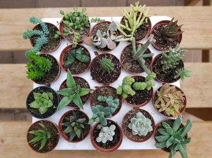 מגוון סוקולנטים לגידול בבית ובמשרד ולתנאי פנים להזמנה בכמות לאירועים ולחברות