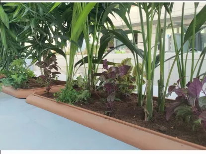 דקל לצל מלא או חלקי