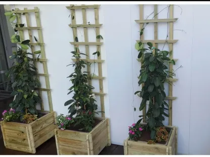 סטפנוטיס מטפס לצל מלא