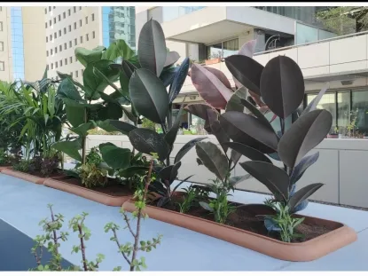 פיקוס שחור ופיקוס כינורי