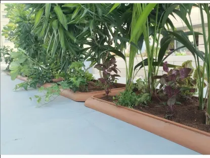 שיפלרה דרצנה ודקל בתנאי צל