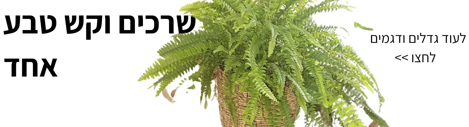 סלי_קש_לעציצים| קל שתיל