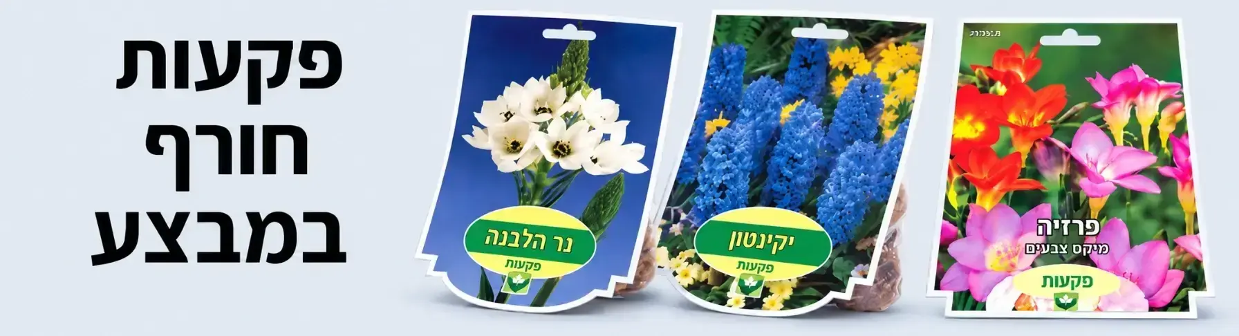 מבצע על פקעות חורף
