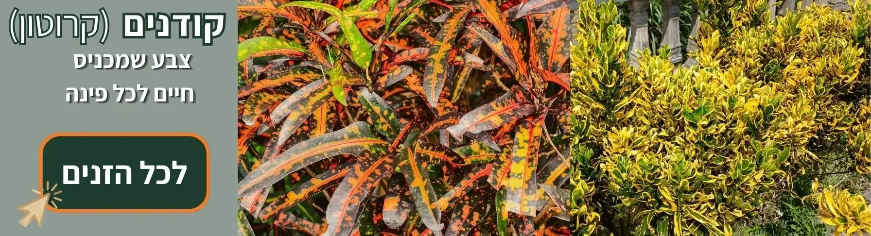 קודנים קרוטון עלווה צבעונית לבית ולמרפסת