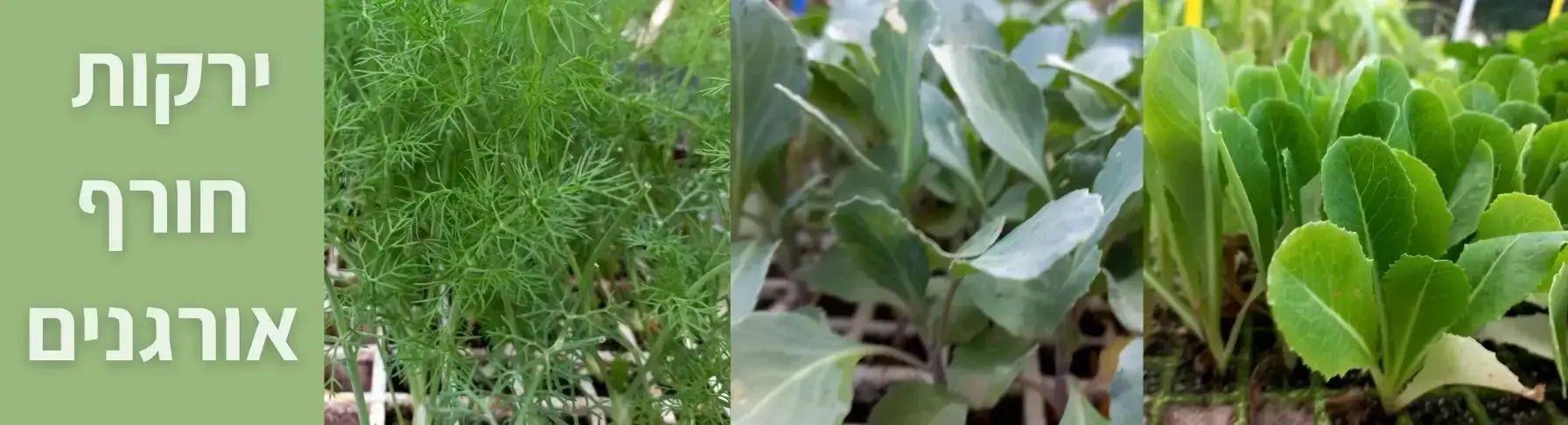 שתילי ירקות לעונה מגידול אורגני לחץ כאן | קל שתיל