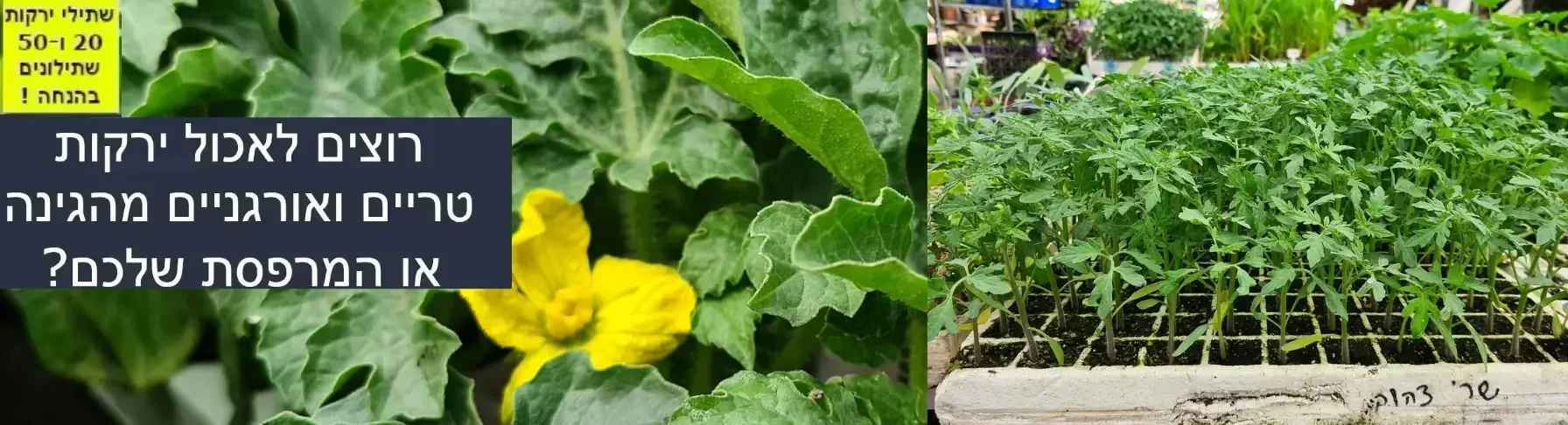 שתילי אבטיח ללא גרעינים ועגבנית שרי  מגידול אורגני