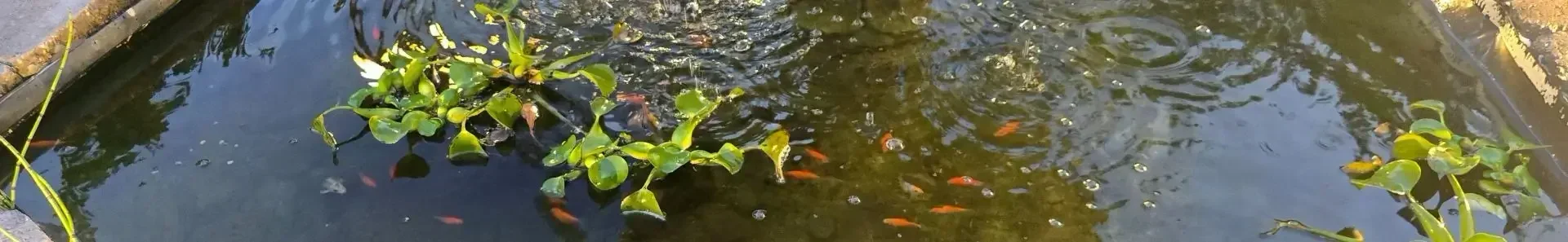 צמחי מים לבריכה – כולל יקינטון מים צף לסינון