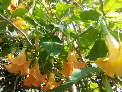 ודטורה, ברוגמנסיה צולמה ב21-3