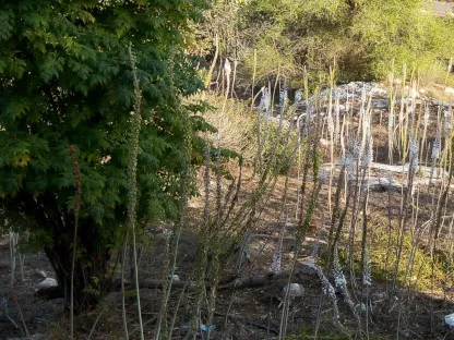 חצבים בישוב קדומים צולמו ב21-9