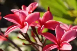 פריחת פיטנה בצבע ורוד, הפלומריה הריחנית הינה עץ קטן ונשיר במשתלת עד הבית ניתן לרכוש מהמגדלים