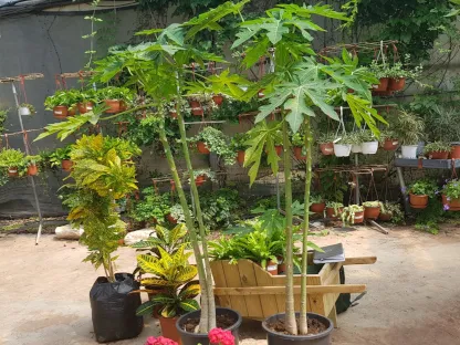 פפאיה מצויה דו מינית