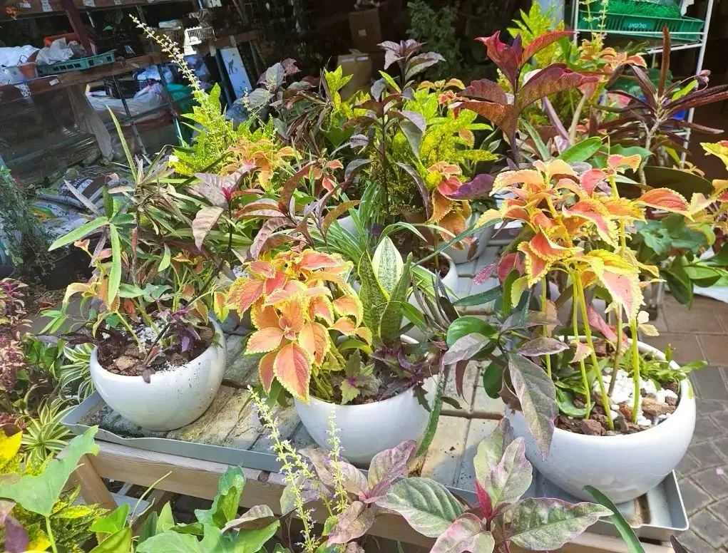 קוקטייל חגיגי בסיגון – מגוון עלווה טרופית בעציץ קרמי