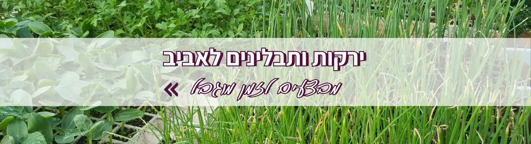 ירקות ותבלינים לאביב, מבצעים לזמן מוגבל