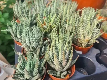 הוורתיה זנים שונים A7